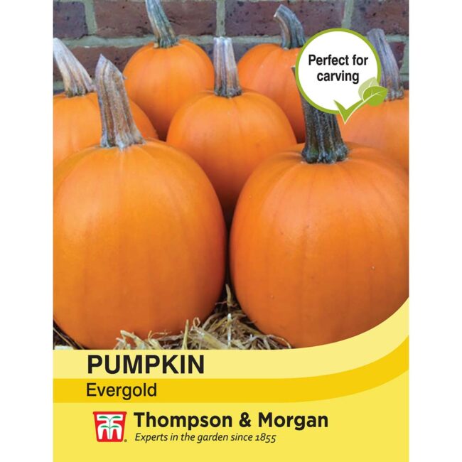 THOMPSON & MORGAN - PUMPKIN EVERGOLD
