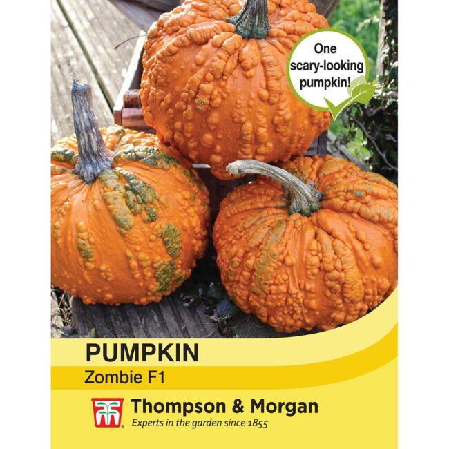 THOMPSON & MORGAN - PUMPKIN ZOMBIE F1 HYBRID SEEDS