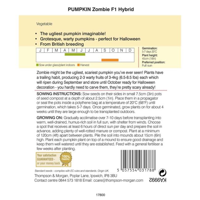 THOMPSON & MORGAN - PUMPKIN ZOMBIE F1 HYBRID SEEDS - Image 2