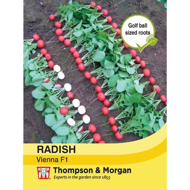 THOMPSON & MORGAN - RADISH VIENNA F1 HYBRID SEEDS