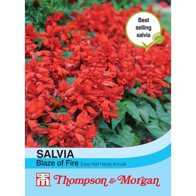 THOMPSON & MORGAN - SALVIA BLAZE OF FIRE SEEDS