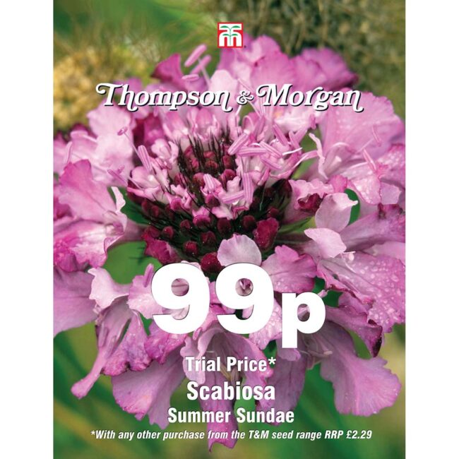 THOMPSON & MORGAN - SCABIOSA SUMMER SUNDAE