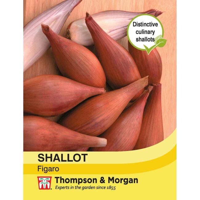 THOMPSON & MORGAN - SHALLOT FIGARO SEEDS