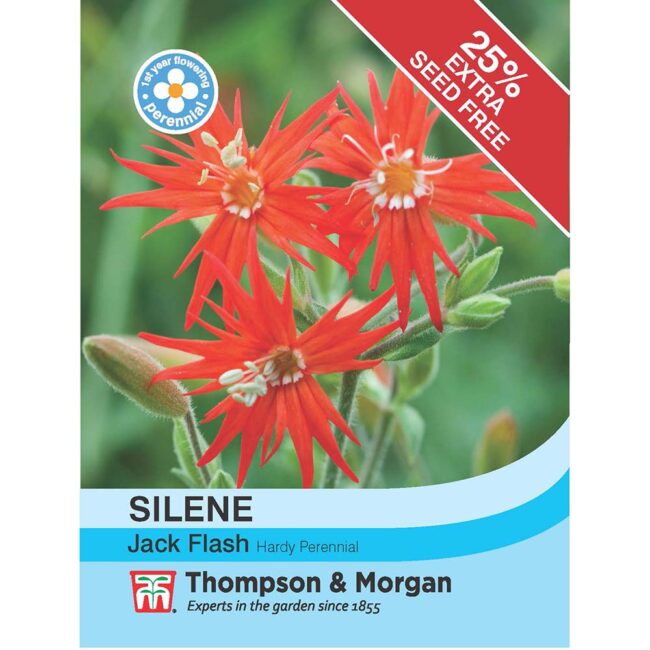 THOMPSON & MORGAN - SILENE JACK FLASH SEEDS