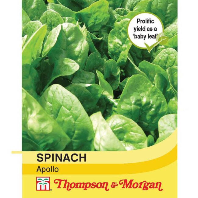 THOMPSON & MORGAN - SPINACH APOLLO SEEDS