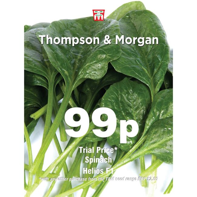 THOMPSON & MORGAN - SPINACH HELIOS F1 HYBRID