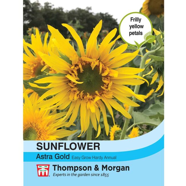 THOMPSON & MORGAN - SUNFLOWER ASTRA GOLD