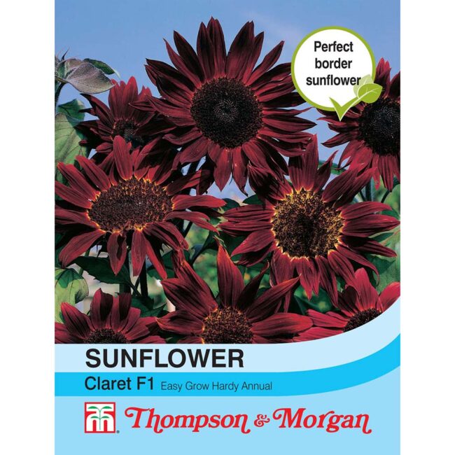 THOMPSON & MORGAN - SUNFLOWER CLARET SEEDS