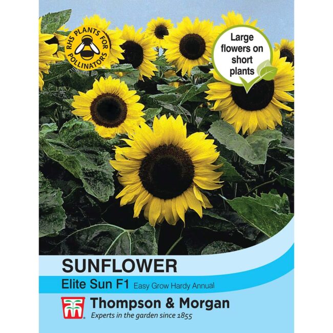THOMPSON & MORGAN - SUNFLOWER ELITE SUN F1 HYBRID