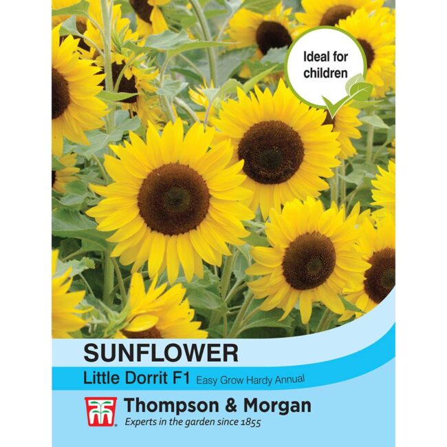 THOMPSON & MORGAN - SUNFLOWER LITTLE DORRIT F1 HYBRID SEEDS