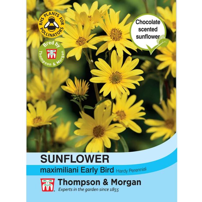 THOMPSON & MORGAN - SUNFLOWER MAXIMILIANI EARLY BIRD SEEDS