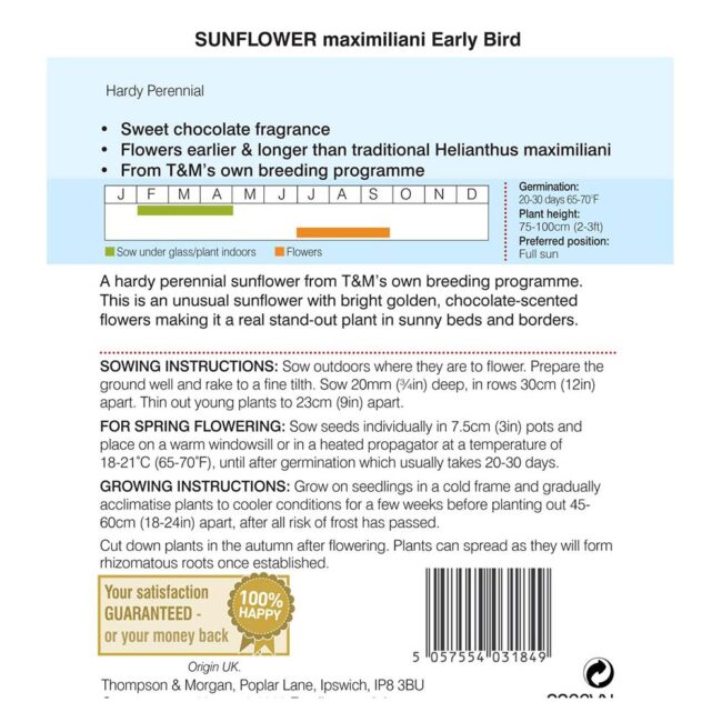 THOMPSON & MORGAN - SUNFLOWER MAXIMILIANI EARLY BIRD SEEDS - Image 2