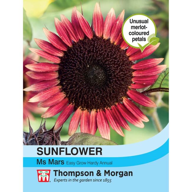 THOMPSON & MORGAN - SUNFLOWER MS MARS