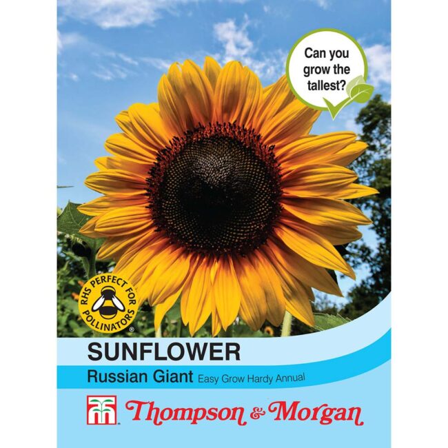 THOMPSON & MORGAN - SUNFLOWER RUSSIAN GIANT SEEDS