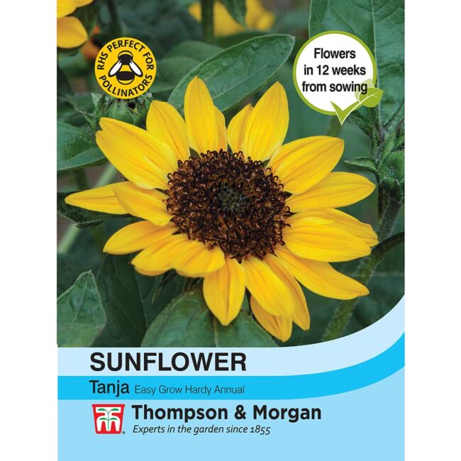 THOMPSON & MORGAN - SUNFLOWER TANJA F1 HYBRID SEEDS