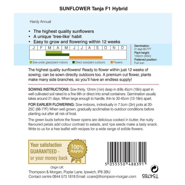 THOMPSON & MORGAN - SUNFLOWER TANJA F1 HYBRID SEEDS - Image 2