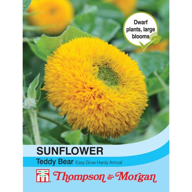 THOMPSON & MORGAN - SUNFLOWER TEDDY BEAR SEEDS