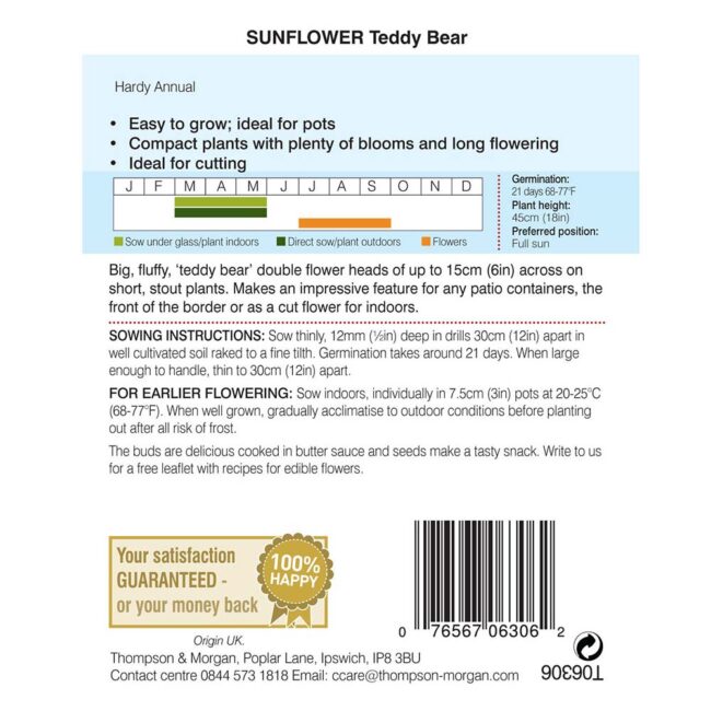 THOMPSON & MORGAN - SUNFLOWER TEDDY BEAR SEEDS - Image 2