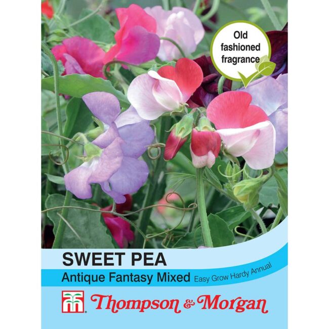THOMPSON & MORGAN - SWEET PEA ANTIQUE FANTASY MIXED SEEDS