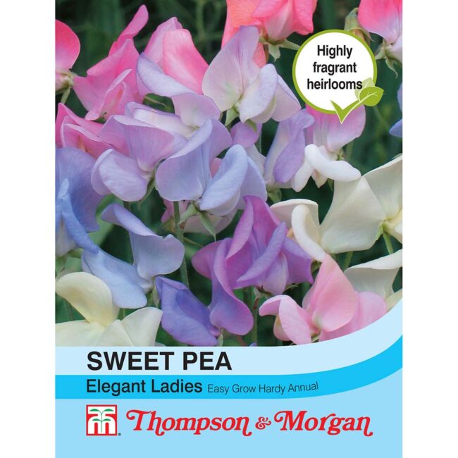 THOMPSON & MORGAN - SWEET PEA ELEGANT LADIES SEEDS