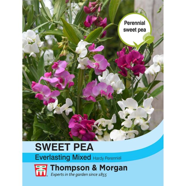 THOMPSON & MORGAN - SWEET PEA EVERLASTING MIXED (LATHYRUS) SEEDS