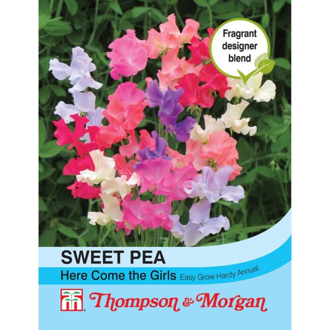 THOMPSON & MORGAN - SWEET PEA HERE COME THE GIRLS SEEDS