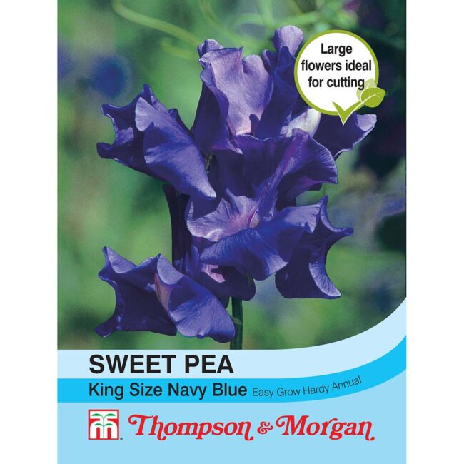THOMPSON & MORGAN - SWEET PEA KING SIZE NAVY BLUE SEEDS