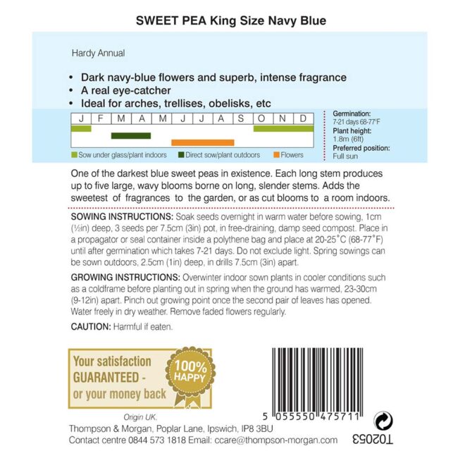 THOMPSON & MORGAN - SWEET PEA KING SIZE NAVY BLUE SEEDS - Image 2
