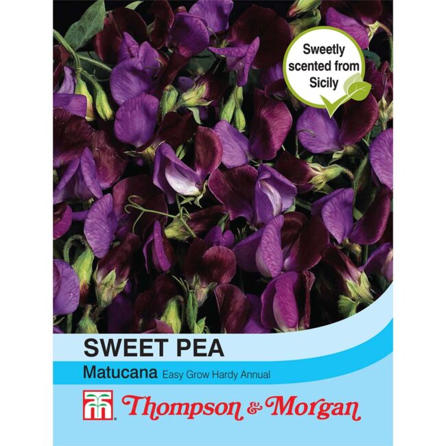 THOMPSON & MORGAN - SWEET PEA MATUCANA SEEDS