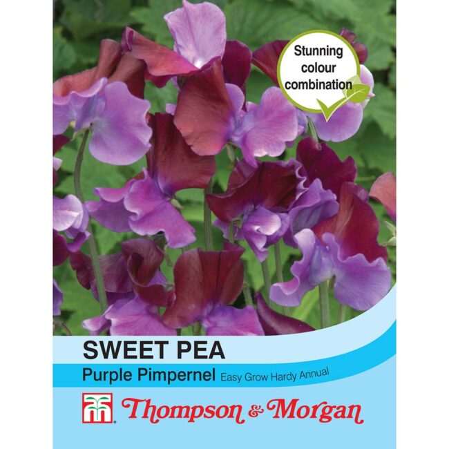 THOMPSON & MORGAN - SWEET PEA PURPLE PIMPERNEL SEEDS