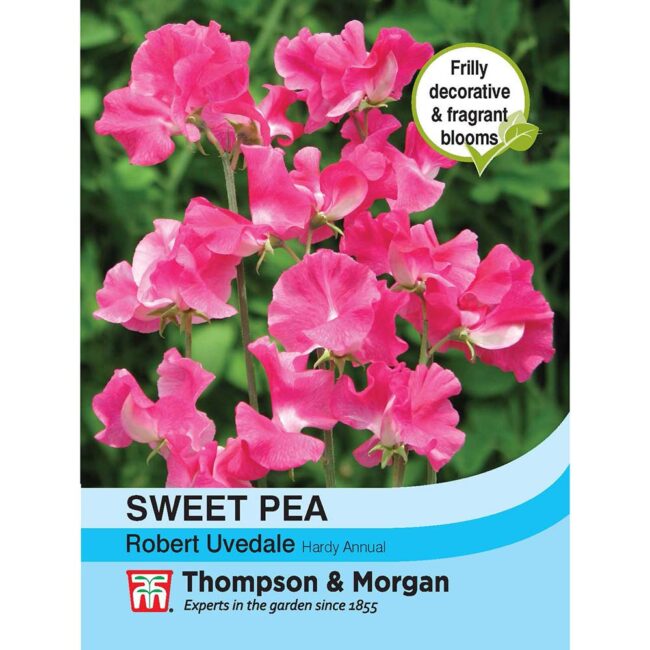THOMPSON & MORGAN - SWEET PEA ROBERT UVEDALE SEEDS