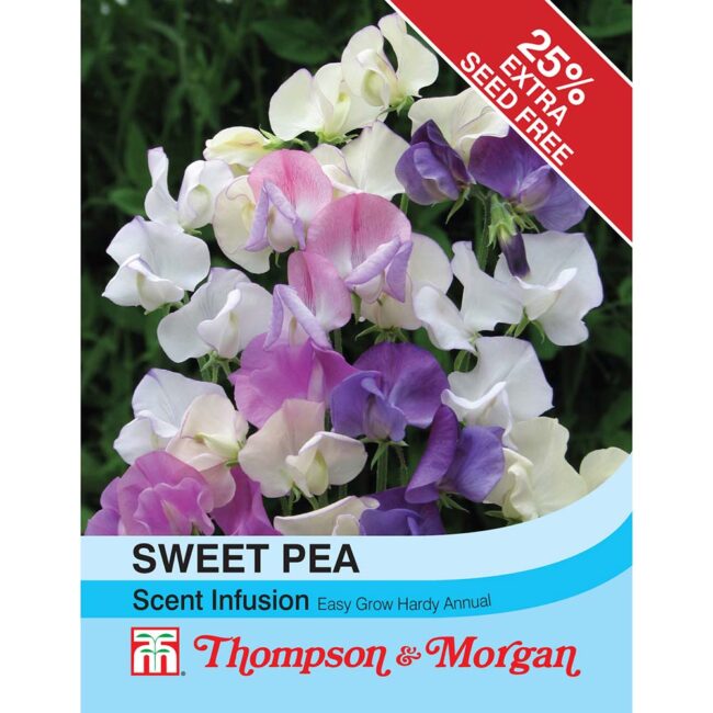 THOMPSON & MORGAN - SWEET PEA SCENT INFUSION SEEDS