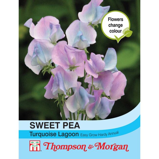 THOMPSON & MORGAN - SWEET PEA TURQUOISE LAGOON SEEDS