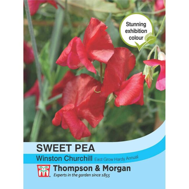 THOMPSON & MORGAN - SWEET PEA WINSTON CHURCHILL SEEDS