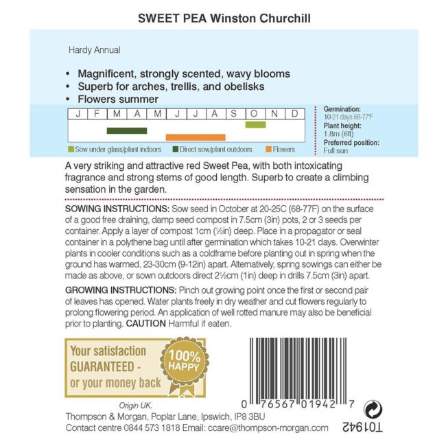 THOMPSON & MORGAN - SWEET PEA WINSTON CHURCHILL SEEDS - Image 2