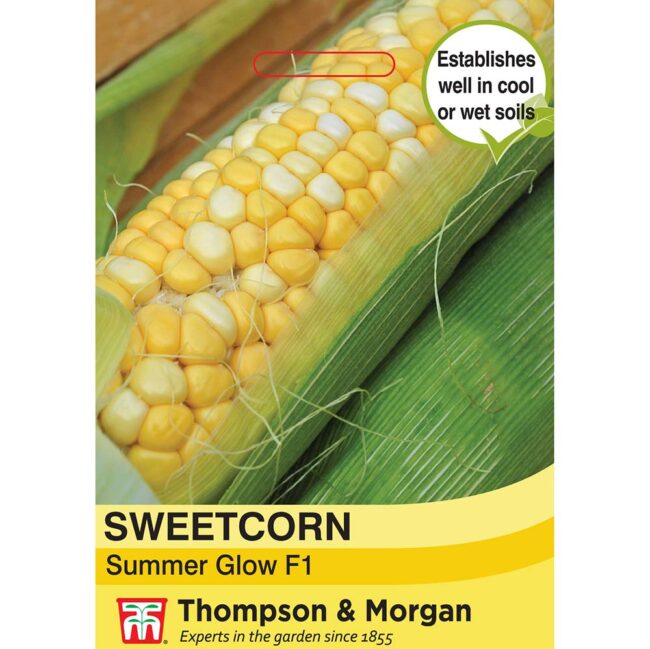 THOMPSON & MORGAN - SWEETCORN SUMMER GLOW