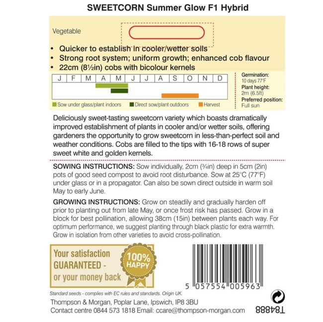 THOMPSON & MORGAN - SWEETCORN SUMMER GLOW - Image 2
