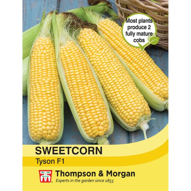 THOMPSON & MORGAN - SWEETCORN TYSON SEEDS
