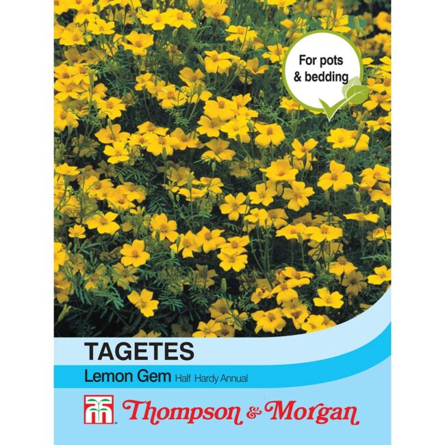 THOMPSON & MORGAN - TAGETES LEMON GEM SEEDS