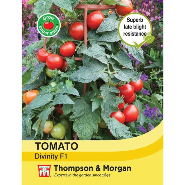 THOMPSON & MORGAN - TOMATO DIVINITY SEEDS