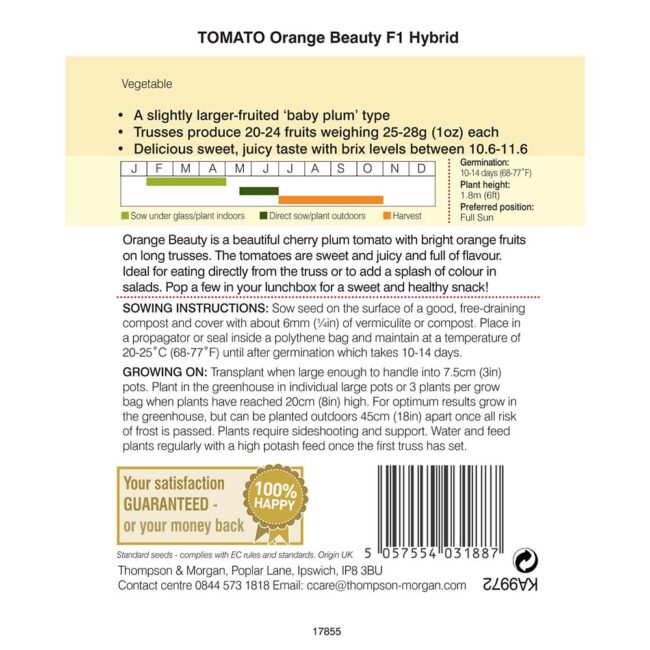 THOMPSON & MORGAN - TOMATO ORANGE BEAUTY F1 HYBRID SEEDS - Image 2