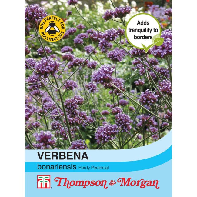 THOMPSON & MORGAN - VERBENA BONARIENSIS SEEDS