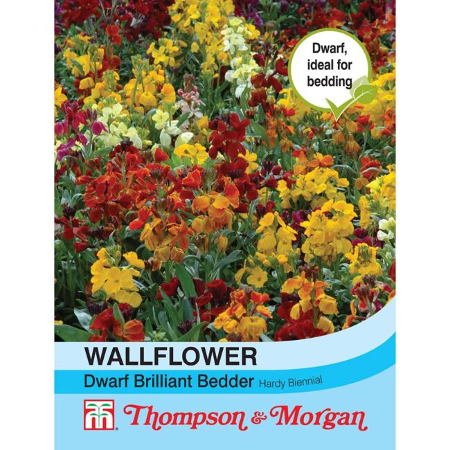 THOMPSON & MORGAN - WALLFLOWER DWARF BRILLIANT BEDDER SEEDS
