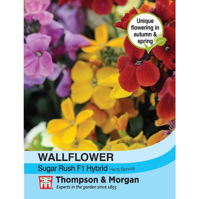 THOMPSON & MORGAN - WALLFLOWER SUGAR RUSH F1 HYBRID SEEDS