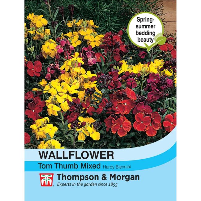 THOMPSON & MORGAN - WALLFLOWER TOM THUMB SEEDS