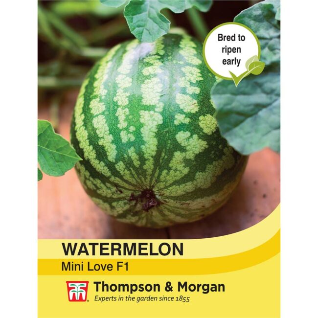 THOMPSON & MORGAN - WATERMELON MINI LOVE F1 HYBRID SEEDS