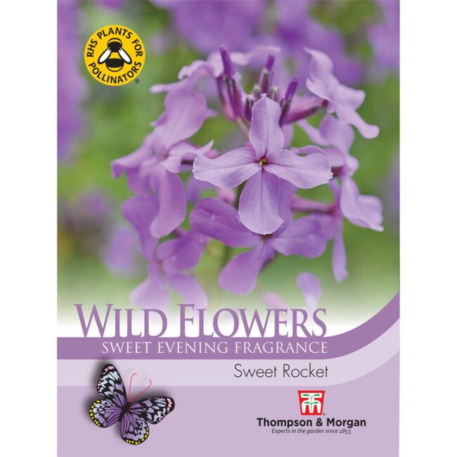THOMPSON & MORGAN - WILD FLOWER SWEET ROCKET
