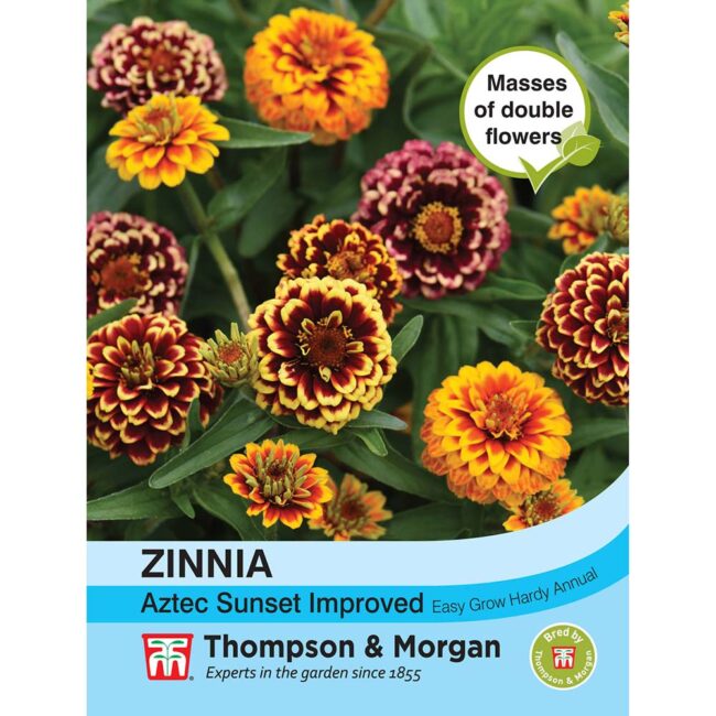 THOMPSON & MORGAN - ZINNIA AZTEC SUNSET IMPROVED SEEDS