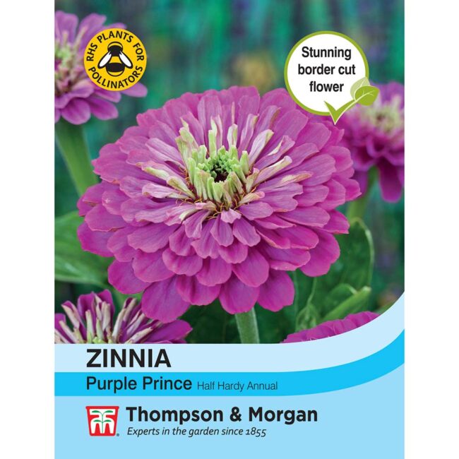 THOMPSON & MORGAN - ZINNIA PURPLE PRINCE SEEDS