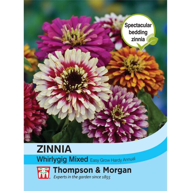THOMPSON & MORGAN - ZINNIA WHIRLYGIG MIXED